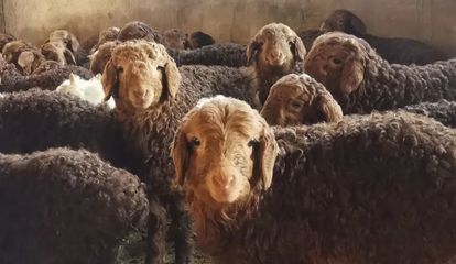 防控一線黨旗飄揚(yáng) 富蘊(yùn)縣全力做好牲畜轉(zhuǎn)場越冬工作 保障肉類供應(yīng)