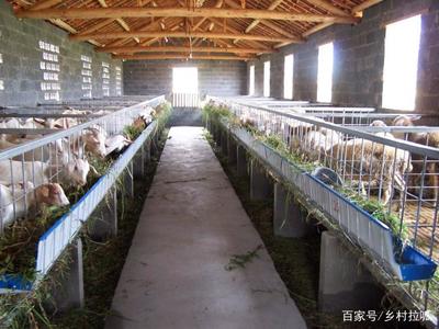 農(nóng)村俗語“家有萬貫，帶毛的不算”的含義與道理解析