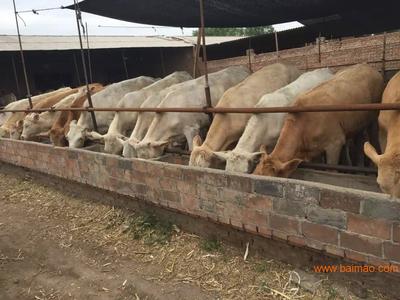 內(nèi)蒙肉牛養(yǎng)殖基地 家畜飼養(yǎng)的科學(xué)實(shí)踐與產(chǎn)業(yè)發(fā)展