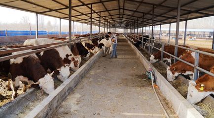 養殖牛羊增收快，小康路上唱歡歌