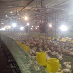 寧津振華溫控設(shè)備廠 供應(yīng)耐用的養(yǎng)殖水暖鍋爐，助力家畜飼養(yǎng)高效發(fā)展