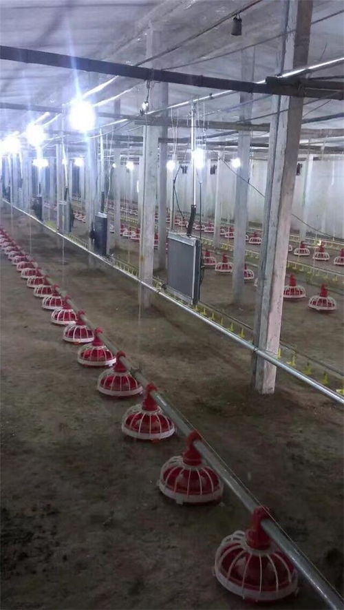 全自動鍋爐在華信養(yǎng)殖設備中的革新應用 提升豬舍養(yǎng)殖與家畜飼養(yǎng)效率