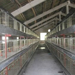 臨沂鄭旺畜牧機械廠 專業(yè)肉雞籠養(yǎng)技術(shù)要點與設備供應商